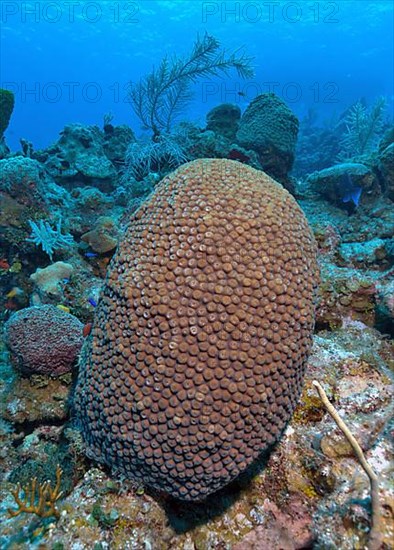 Great star coral