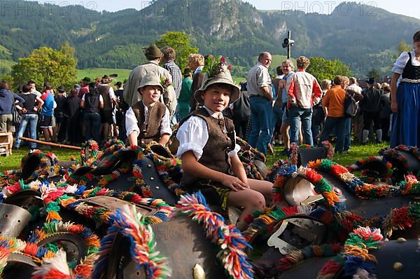 Cattle seperation in Bad Hindelang