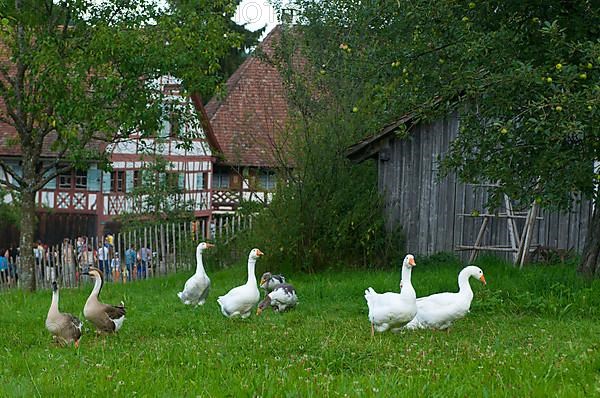 Farm museum