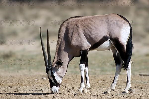 Gemsbok