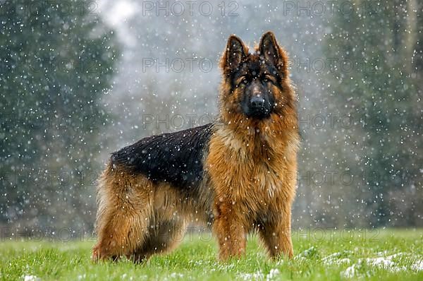 German Shepherd Dog