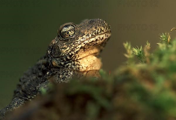 Midwife toad