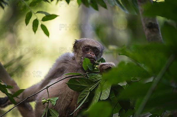 Northern muriqui