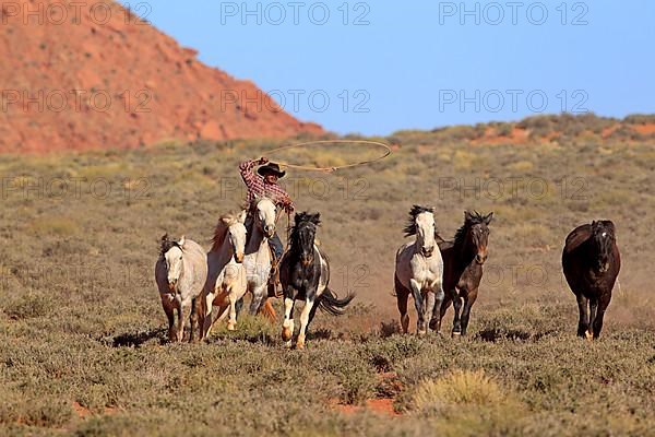 Navajo cowboy drives mustangs