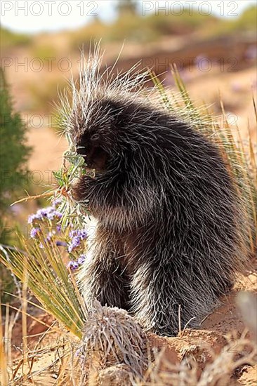 North american porcupine