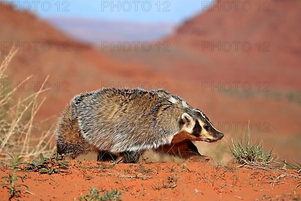 Badger