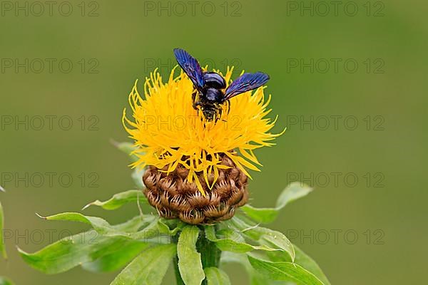 Violet carpenter bee