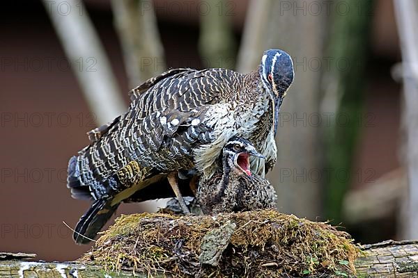 Sunbittern