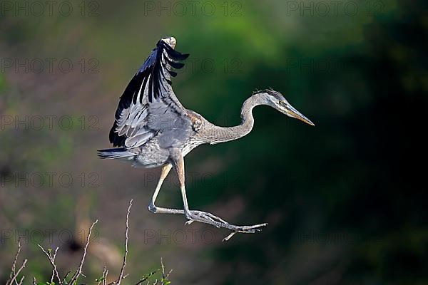 Great blue heron