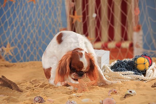 King Charles Spaniel