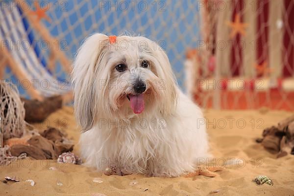 Coton de Tulear