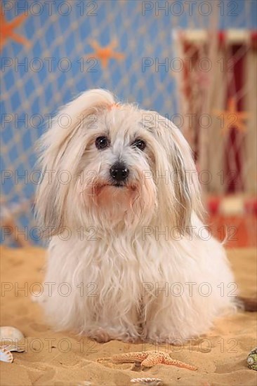 Coton de Tulear