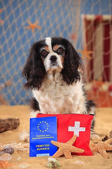 Cavalier King Charles Spaniel