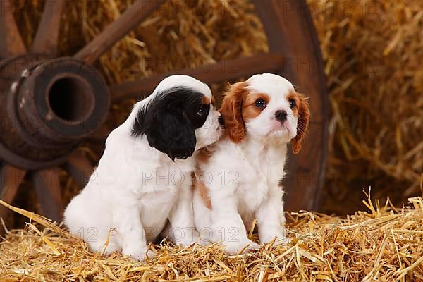 Cavalier King Charles Spaniel