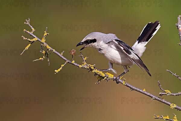 Great Grey Shrike