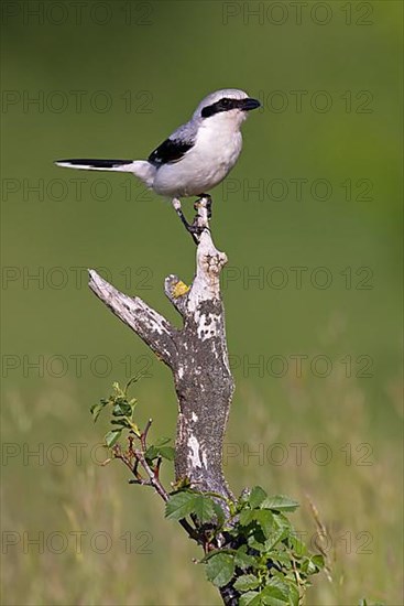 Great Grey Shrike