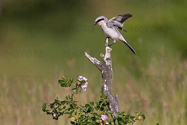 Great Grey Shrike