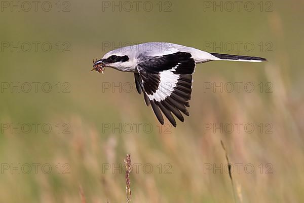 Great Grey Shrike