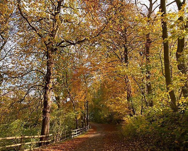 The Klopstockweg in autumn