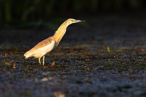 Squacco Heron