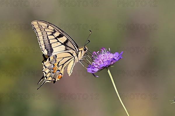 Swallowtail