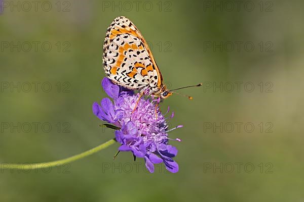 Spotted fritillary