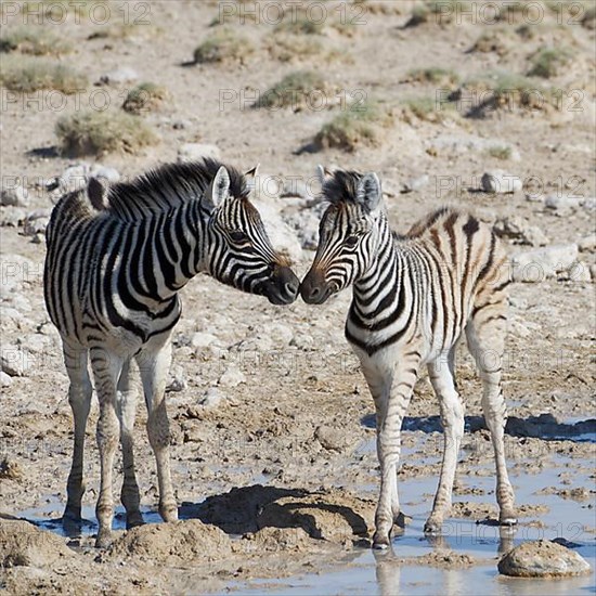 Burchells zebras