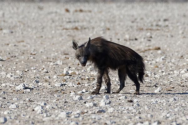 Brown hyena