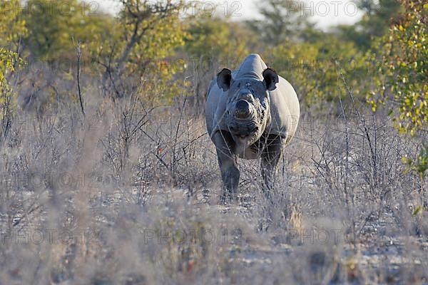 Black rhinoceros