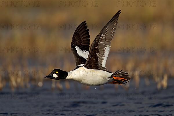 Common Goldeneye