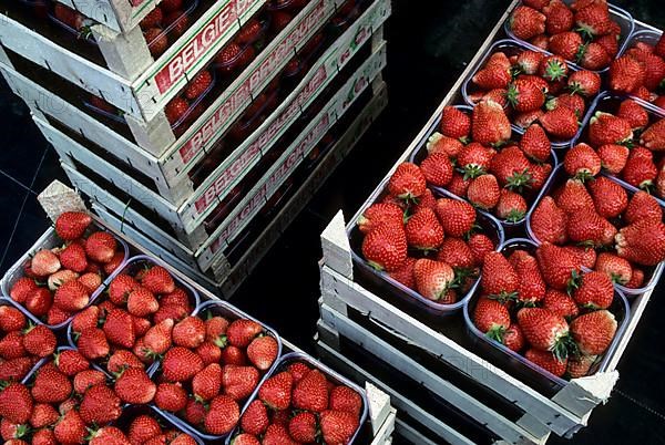 Garden strawberry