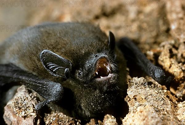 Nathusius pipistrelle bat