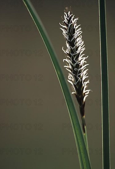 Marsh Sedge