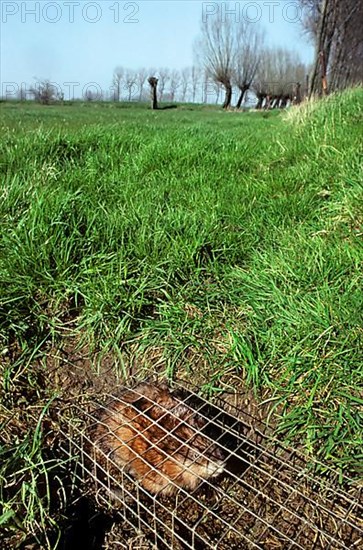 Muskrat