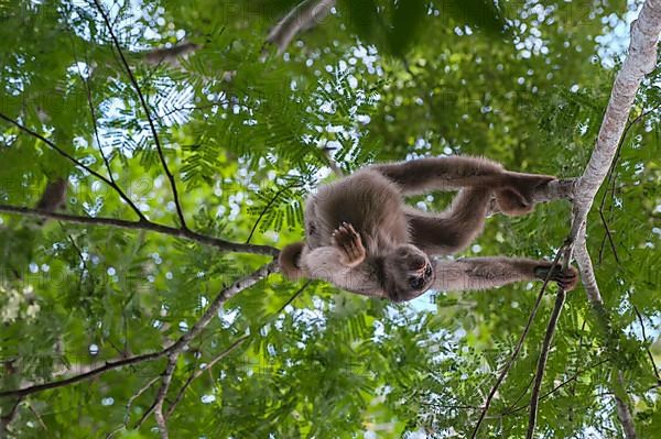 Northern muriqui