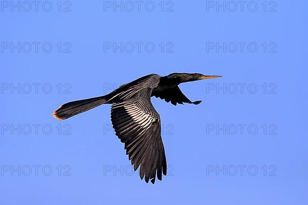 Anhinga