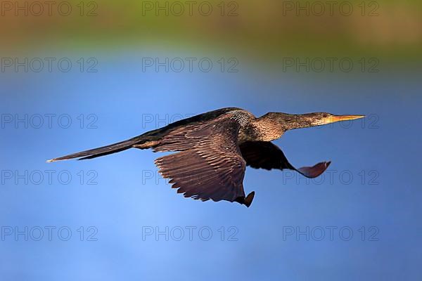 Anhinga