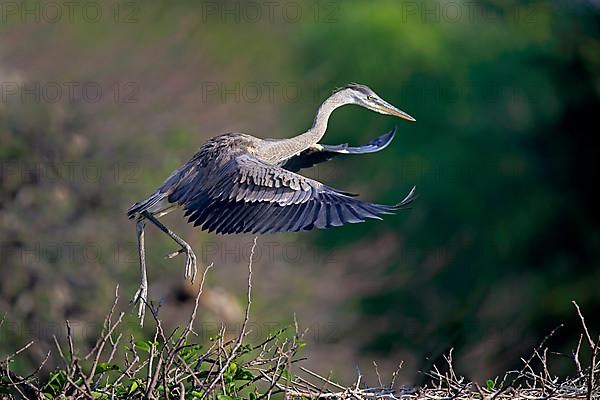 Great blue heron