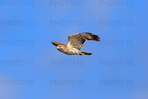 Cooper's Hawk