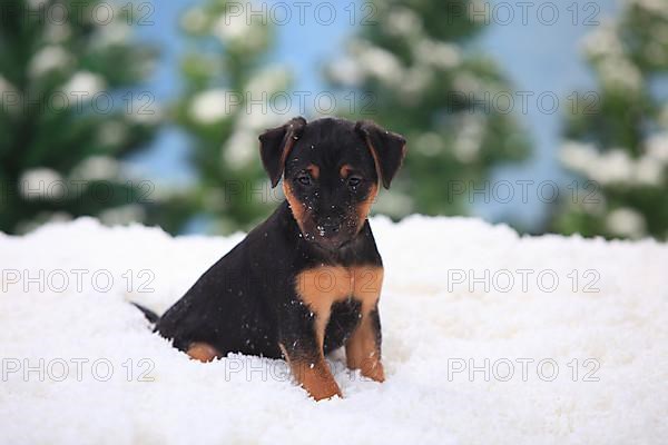 German Hunting Terrier