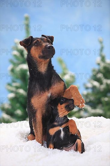 German Hunting Terrier