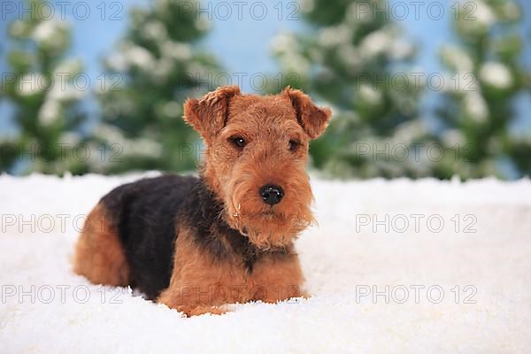 Welsh Terrier