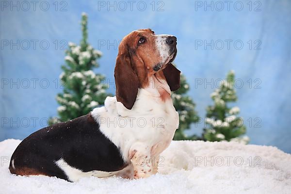 Basset Hound