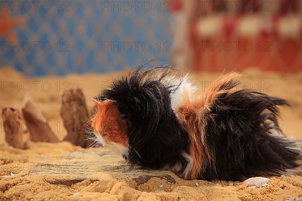 Angora guinea pig