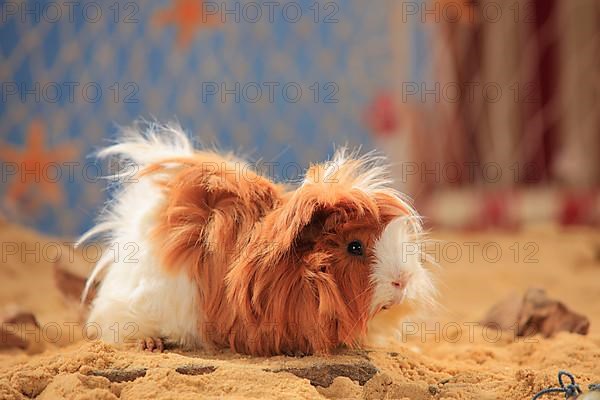 Angora guinea pig