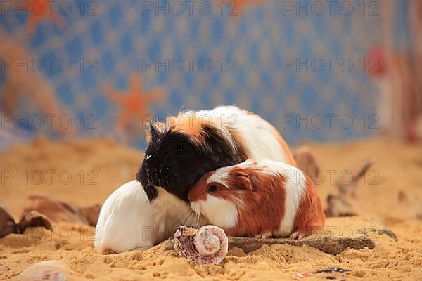 Coronet guinea pigs