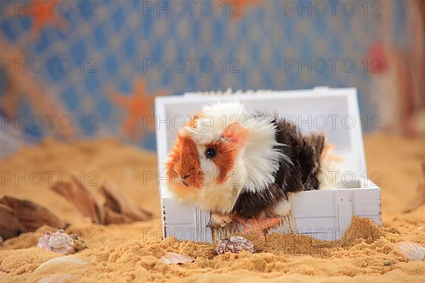 Angora guinea pig