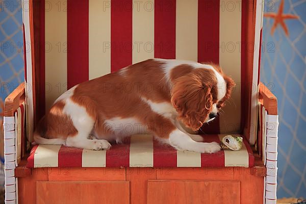 Cavalier King Charles Spaniel