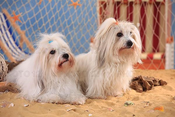 Coton de Tulear