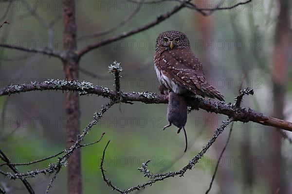 Pygmy Owl